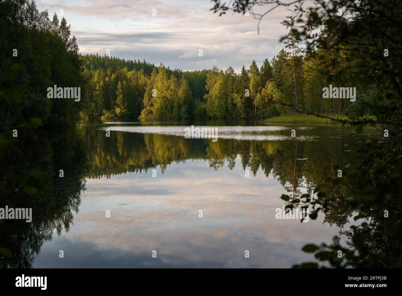 Lake view in the morning, framed by tree branches. Etelä-Konnevesi National Park in Finland. Stock Photo
