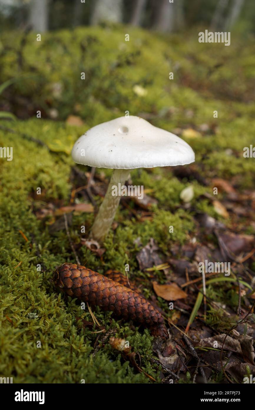 Close up of a destroying angel mushroom (Amanita virosa) and a spruce cone on a forest floor Stock Photo