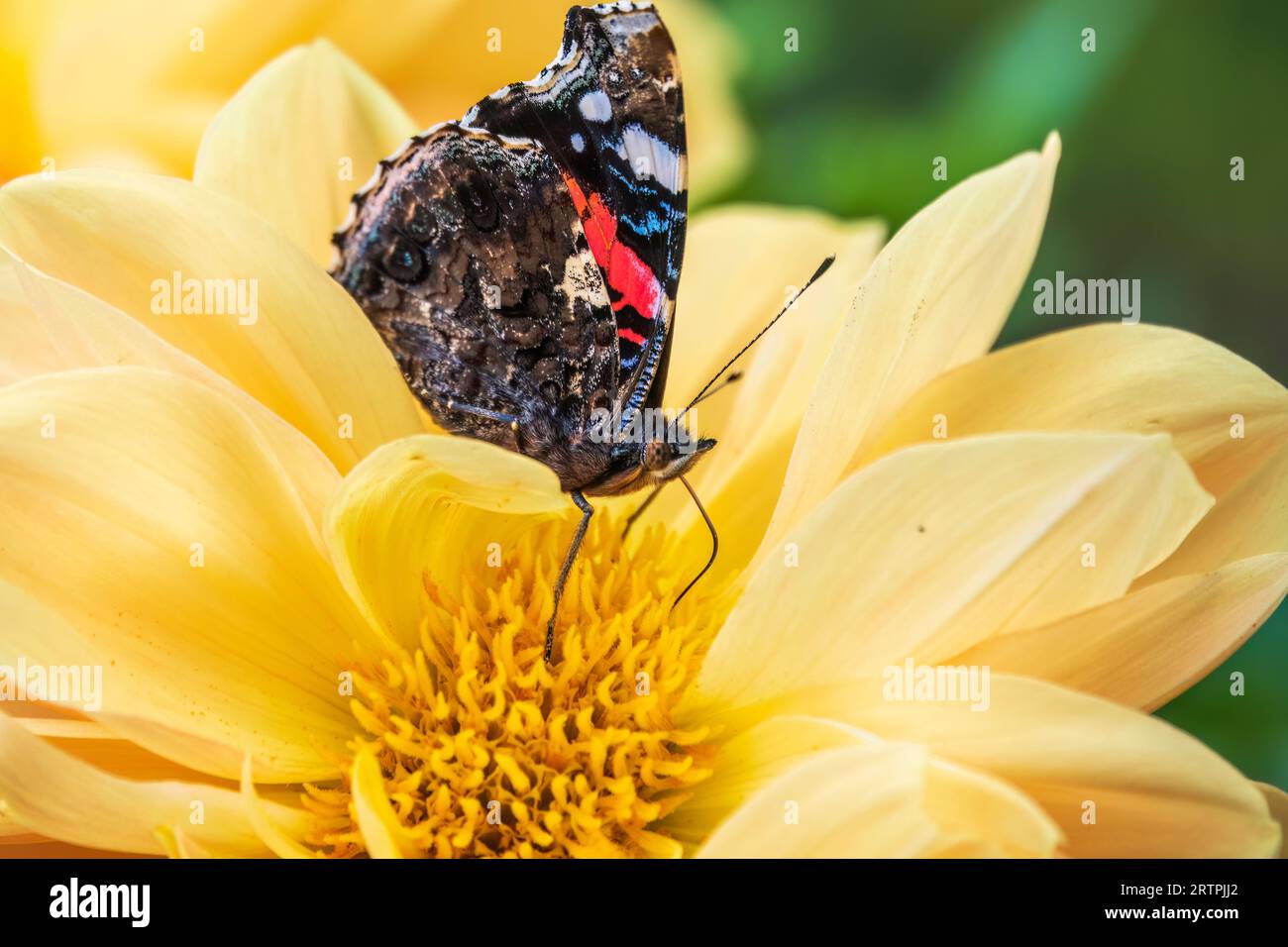 Indian red admiral butterfly collects nectar on a yellow flower closeup ...