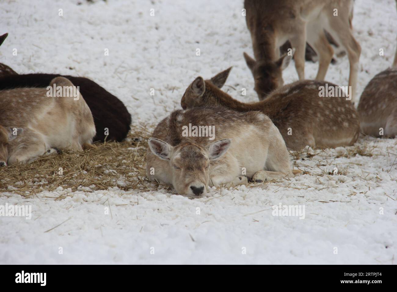 Sleeping animals in the cold snow Stock Photo