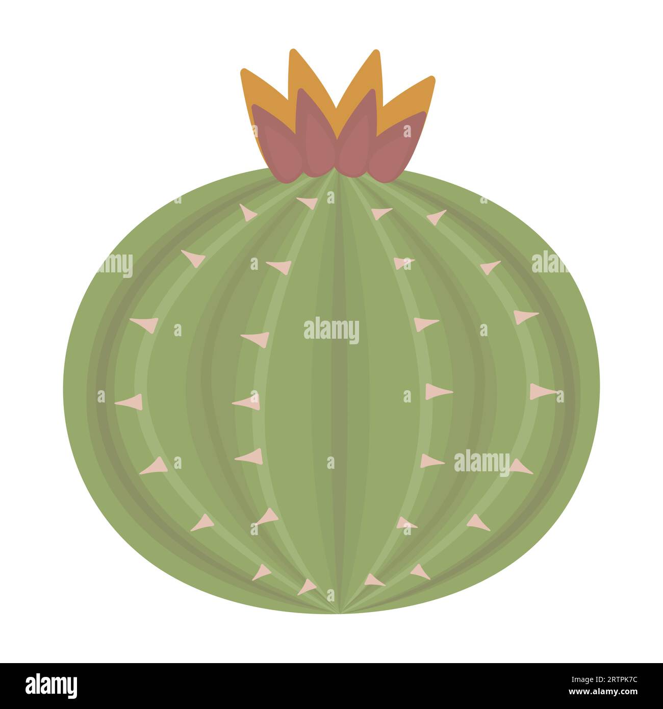 Round cactus with flower, color vector illustration of wild west made in boho style Stock Vector