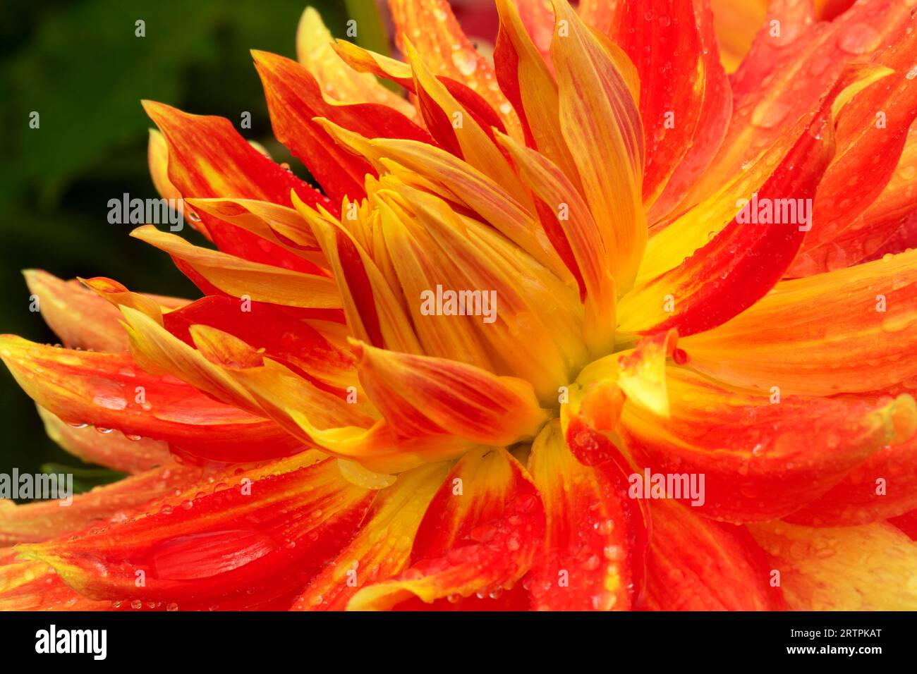 OMG dahlia, Swan Island Dahlias, Canby, Oregon Stock Photo