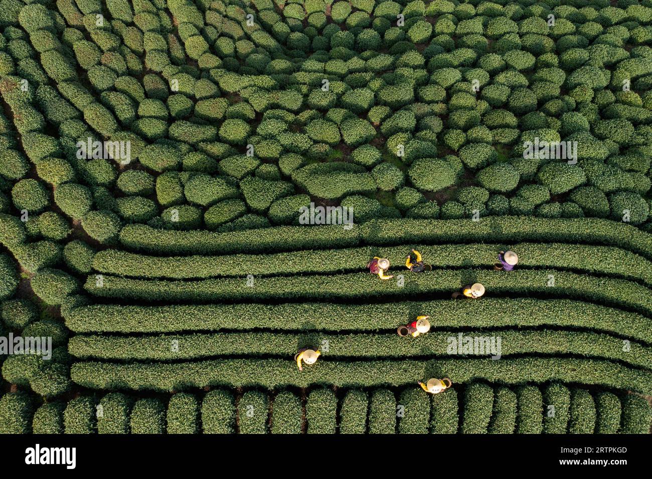 Hangzhou. 13th Mar, 2023. This aerial photo taken on March 13, 2023 shows farmers picking tea leaves at a tea garden in Hangzhou, east China's Zhejiang Province. The 19th Asian Games will take place in Hangzhou between September 23 and October 8, featuring a total of 40 sports. It will be the third Asian Games to be hosted in China, after Beijing 1990 and Guangzhou 2010. The highly anticipated Asian Games can help boost the popularity of Hangzhou where history and modernity co-exist and further promote its culture. Credit: Xu Yu/Xinhua/Alamy Live News Stock Photo