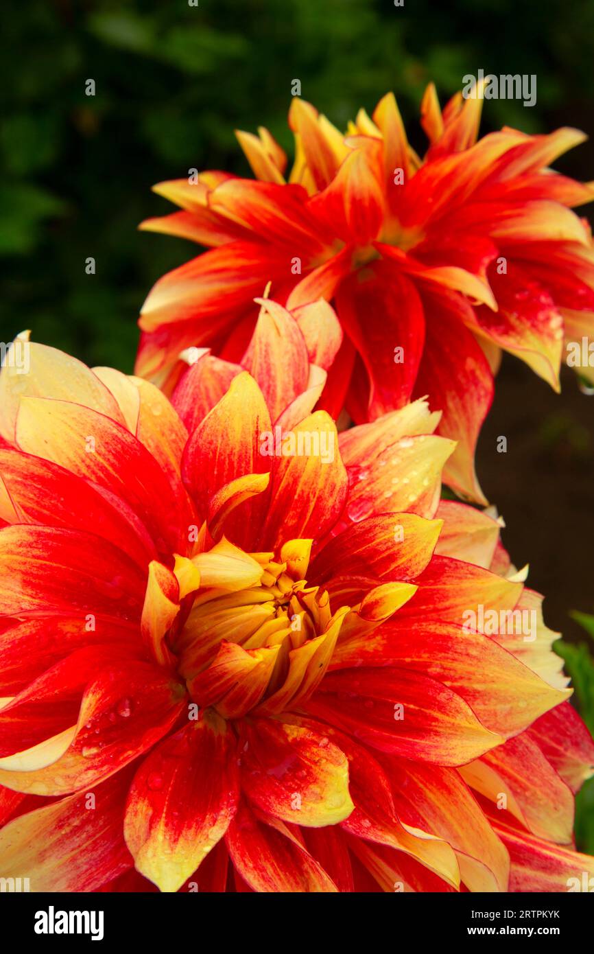 Flamethrower dahlia, Swan Island Dahlias, Canby, Oregon Stock Photo