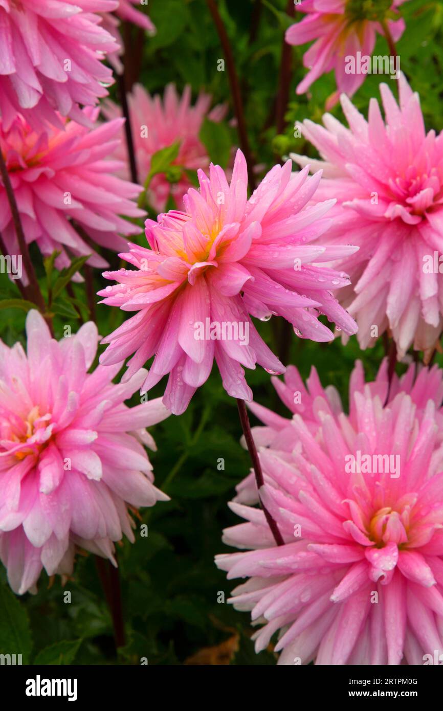 Rose Fletcher Miss rose fletcher hi-res stock photography and images - Alamy