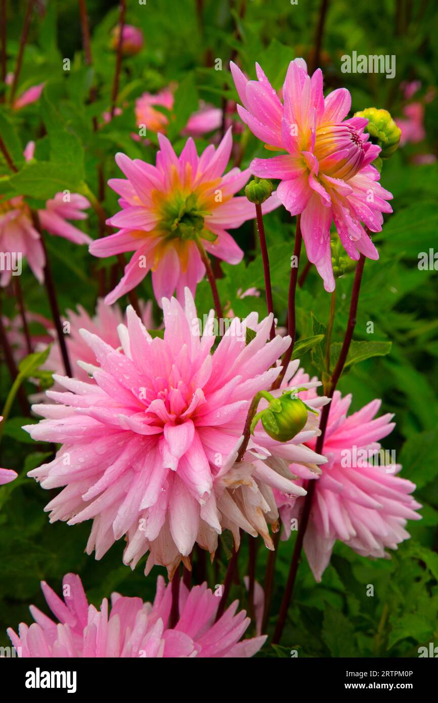 Rose Fletcher Miss rose fletcher hi-res stock photography and images - Alamy