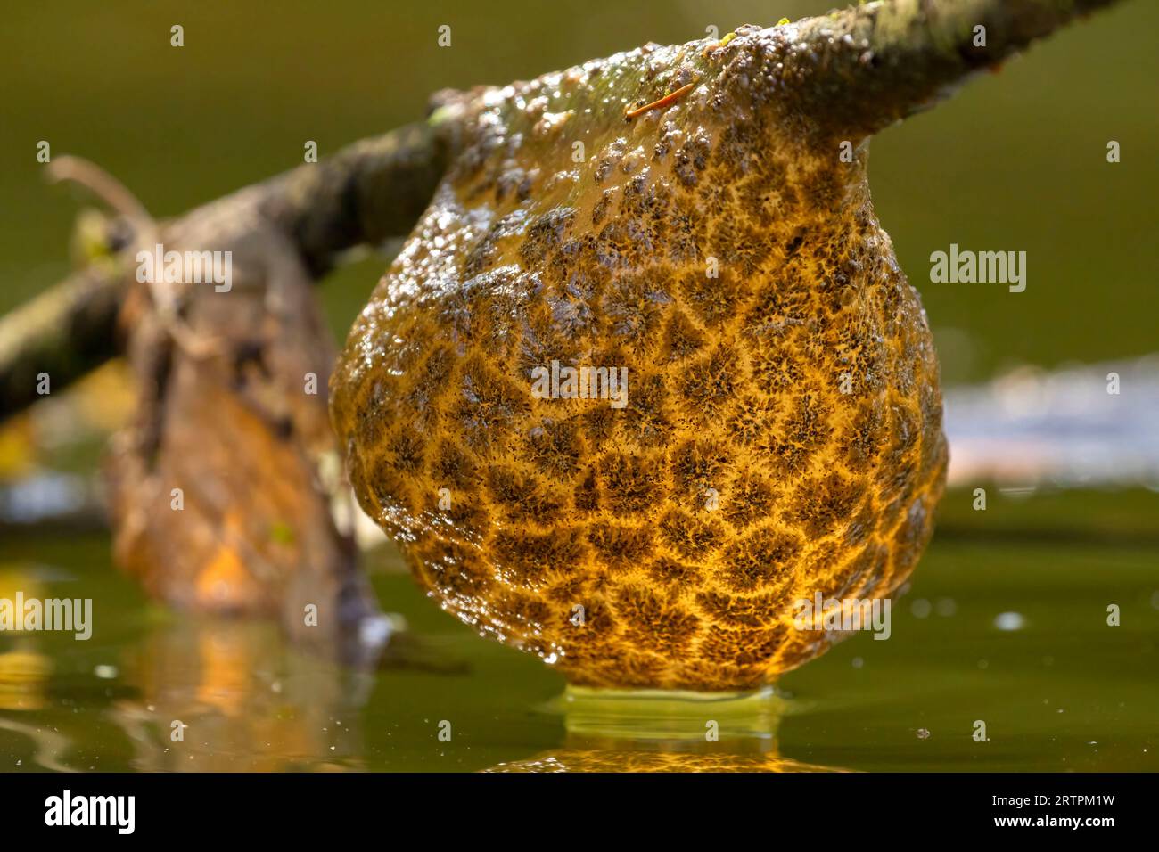 Bryozoan colony on Yamhill River, Dayton Landing County Park, Yamhill County, Oregon Stock Photo