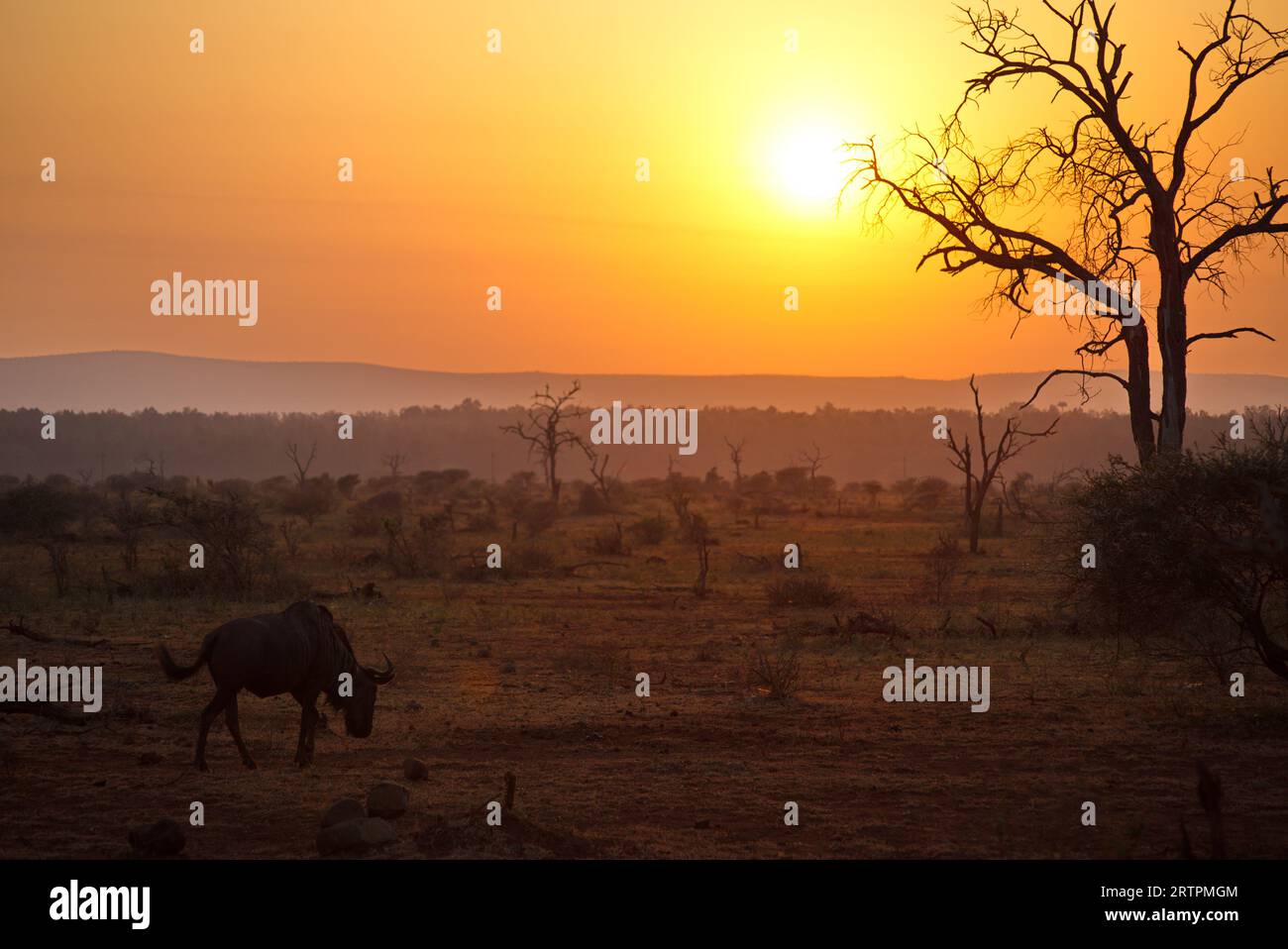 Wildebeest at sunset. Ñu en el atardecer Stock Photo