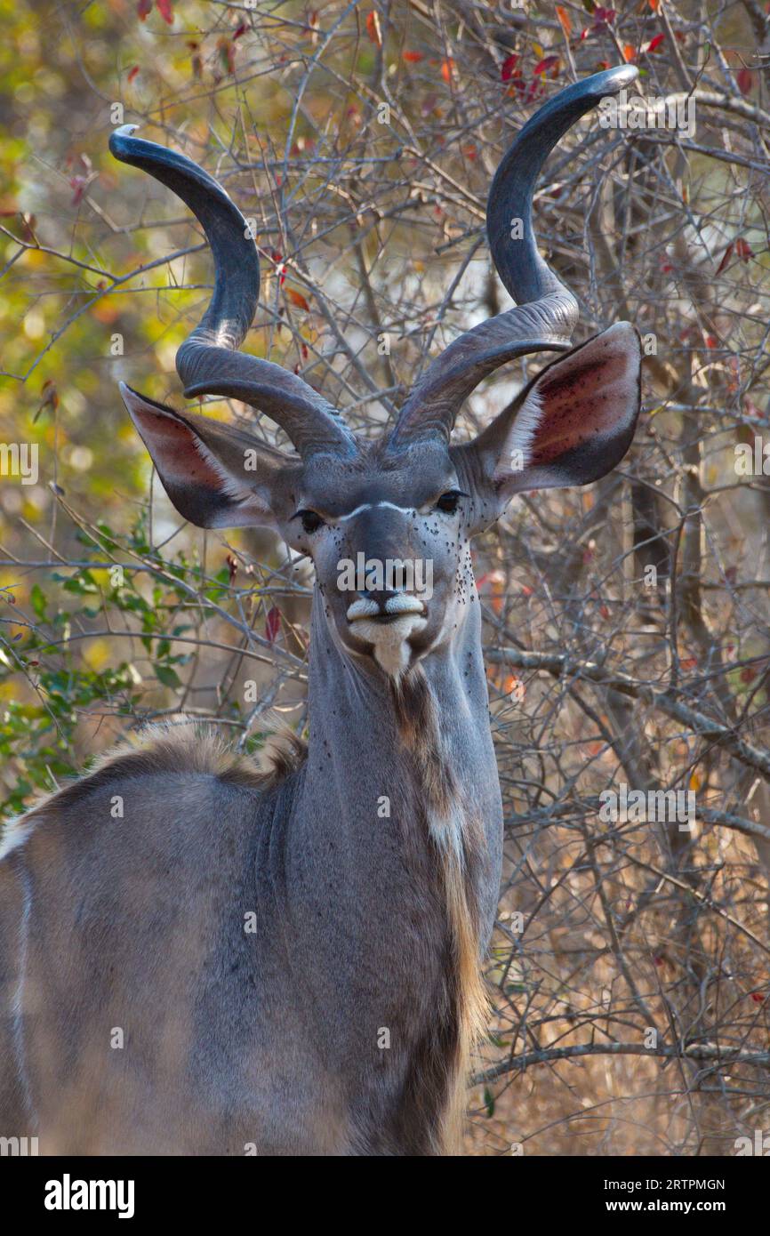 Closeup of a male kudu. Primer plano de un kudú Stock Photo