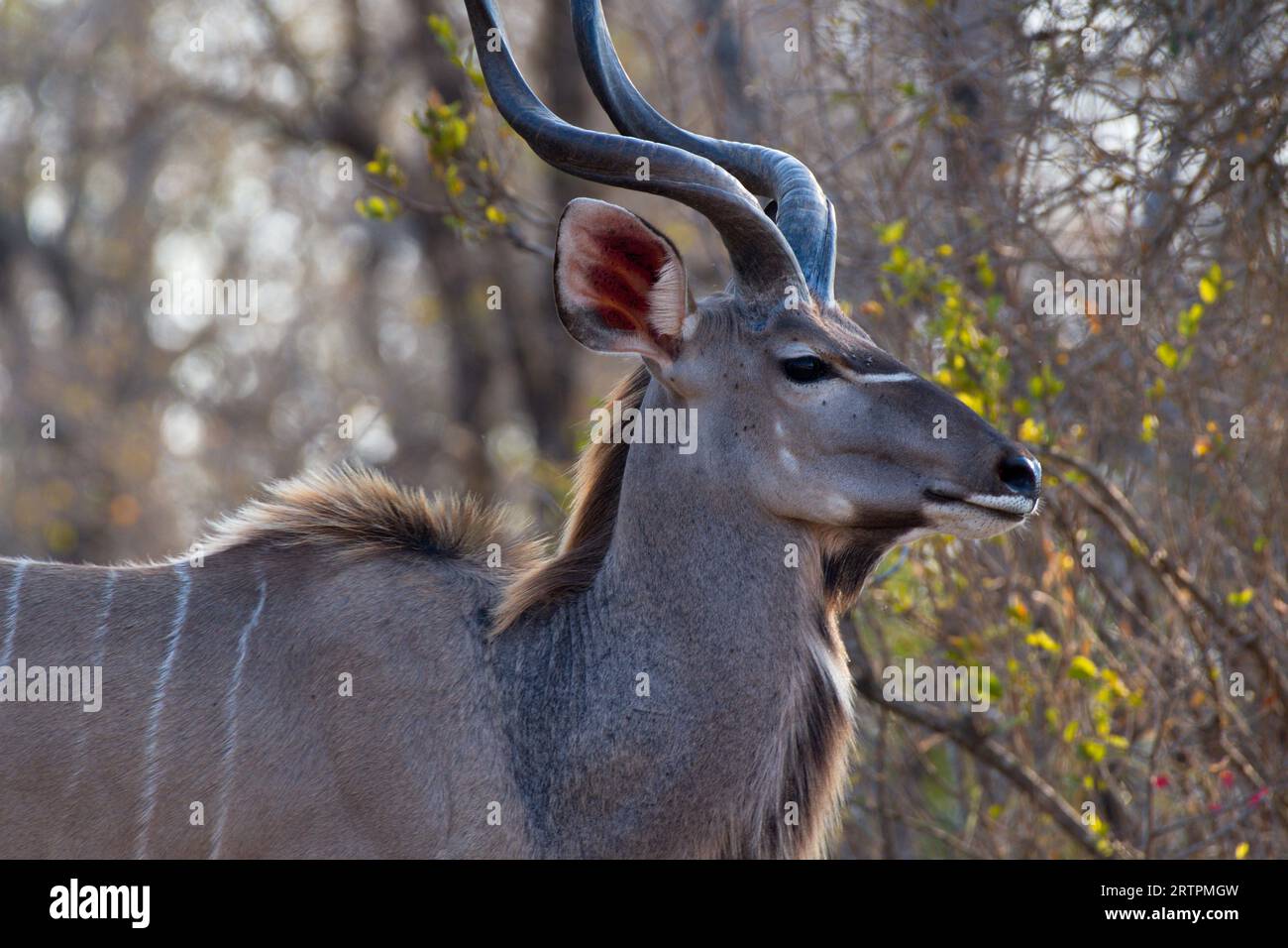 Closeup of a male kudu. Primer plano de un kudú Stock Photo