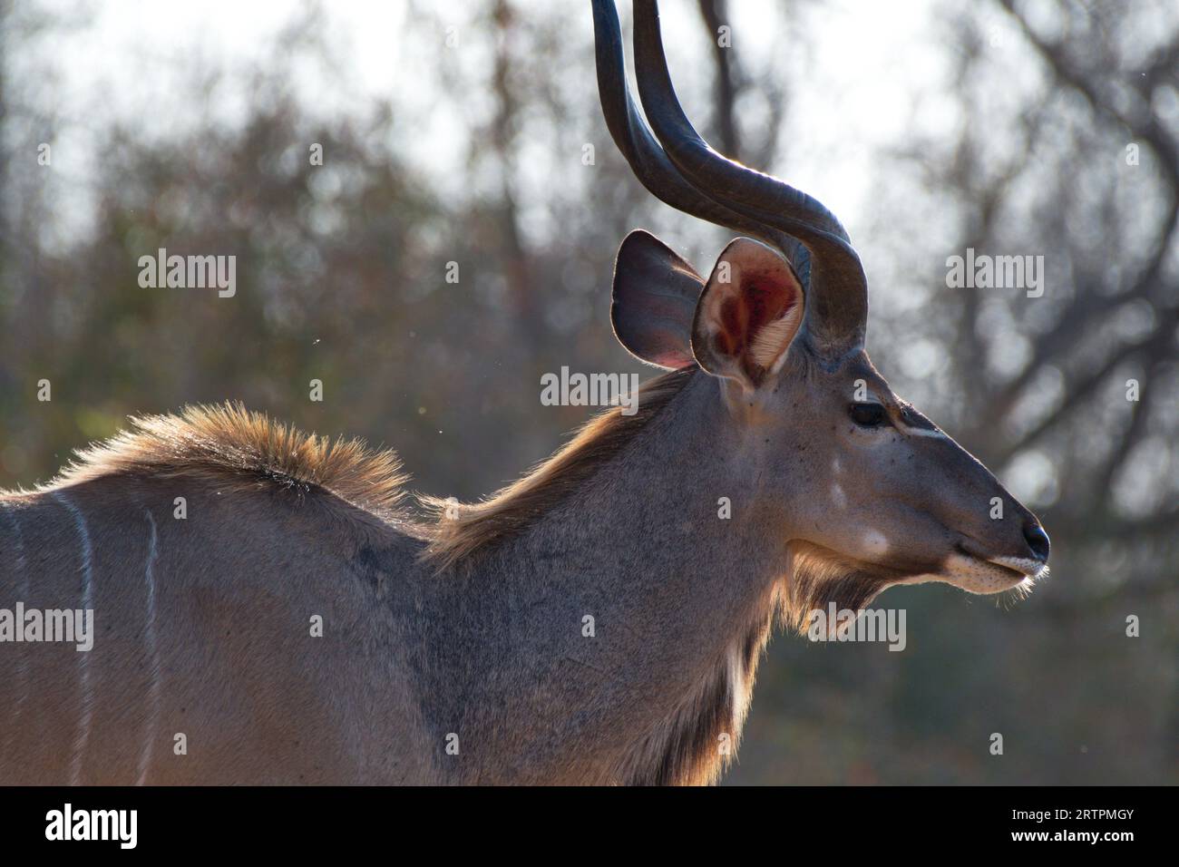 Closeup of a male kudu. Primer plano de un kudú Stock Photo