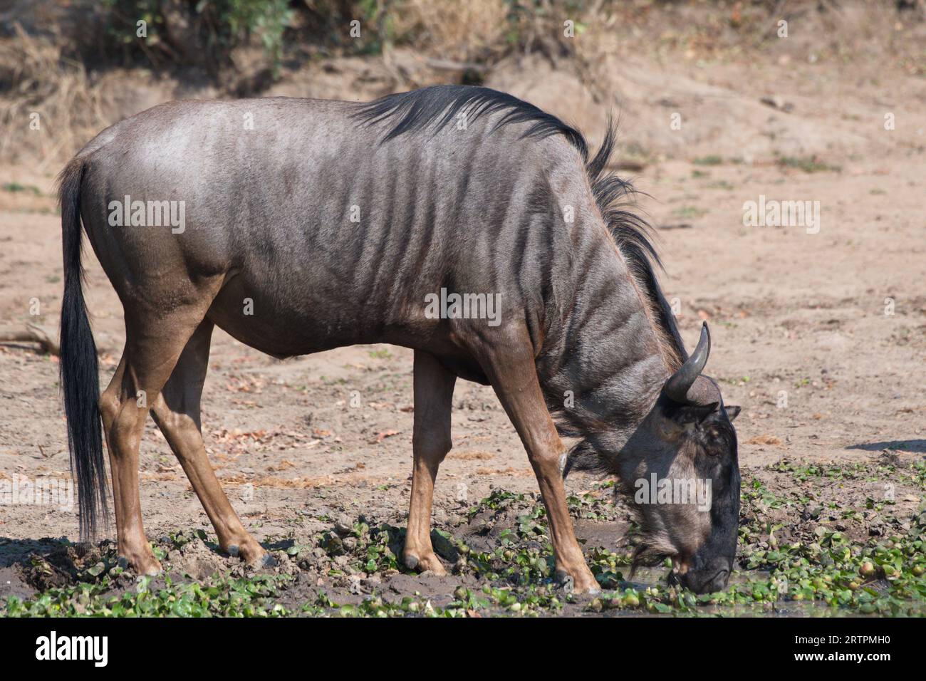 Wildebeest in Africa. Ñus en África Stock Photo