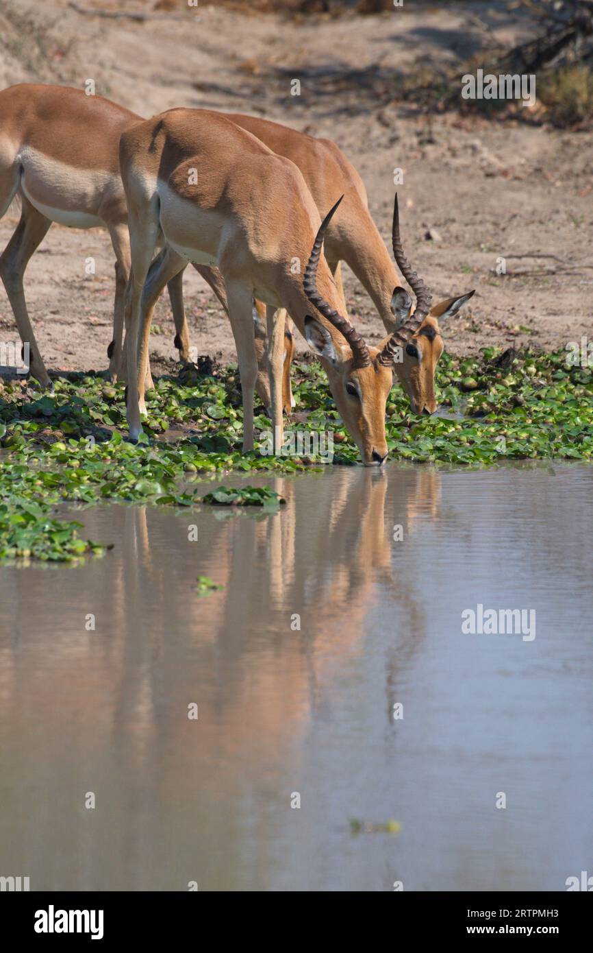 Impalas drinking in a pod. Impalas bebiendo en una charca. Stock Photo