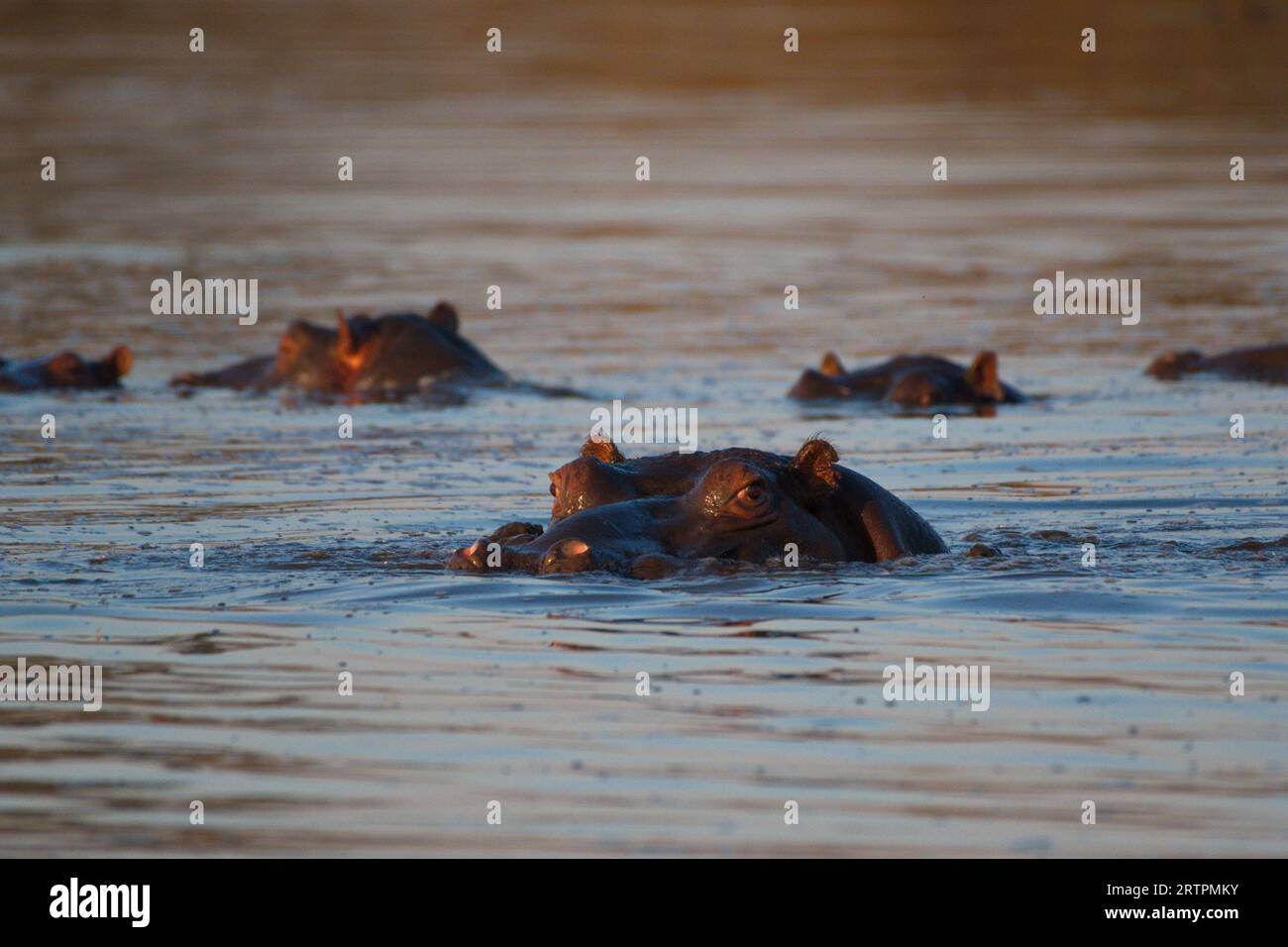 Hippos in the water. Hipopótamos en el agua Stock Photo