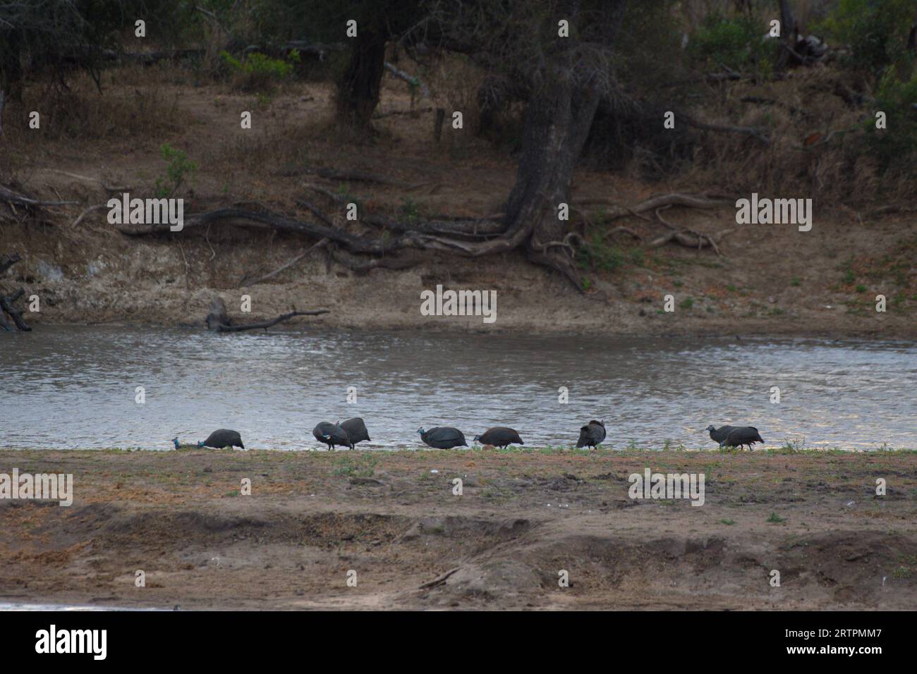 A group of guinea fowls on the shore of a lagoon. Un grupo de gallinas de guinea en la orilla de una laguna Stock Photo