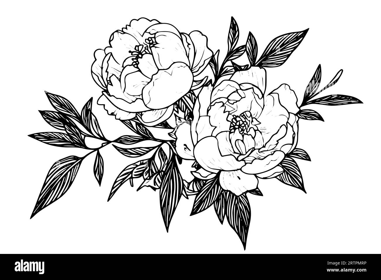 Peony flower and leaves drawing. Vector hand drawn engraved ink ...