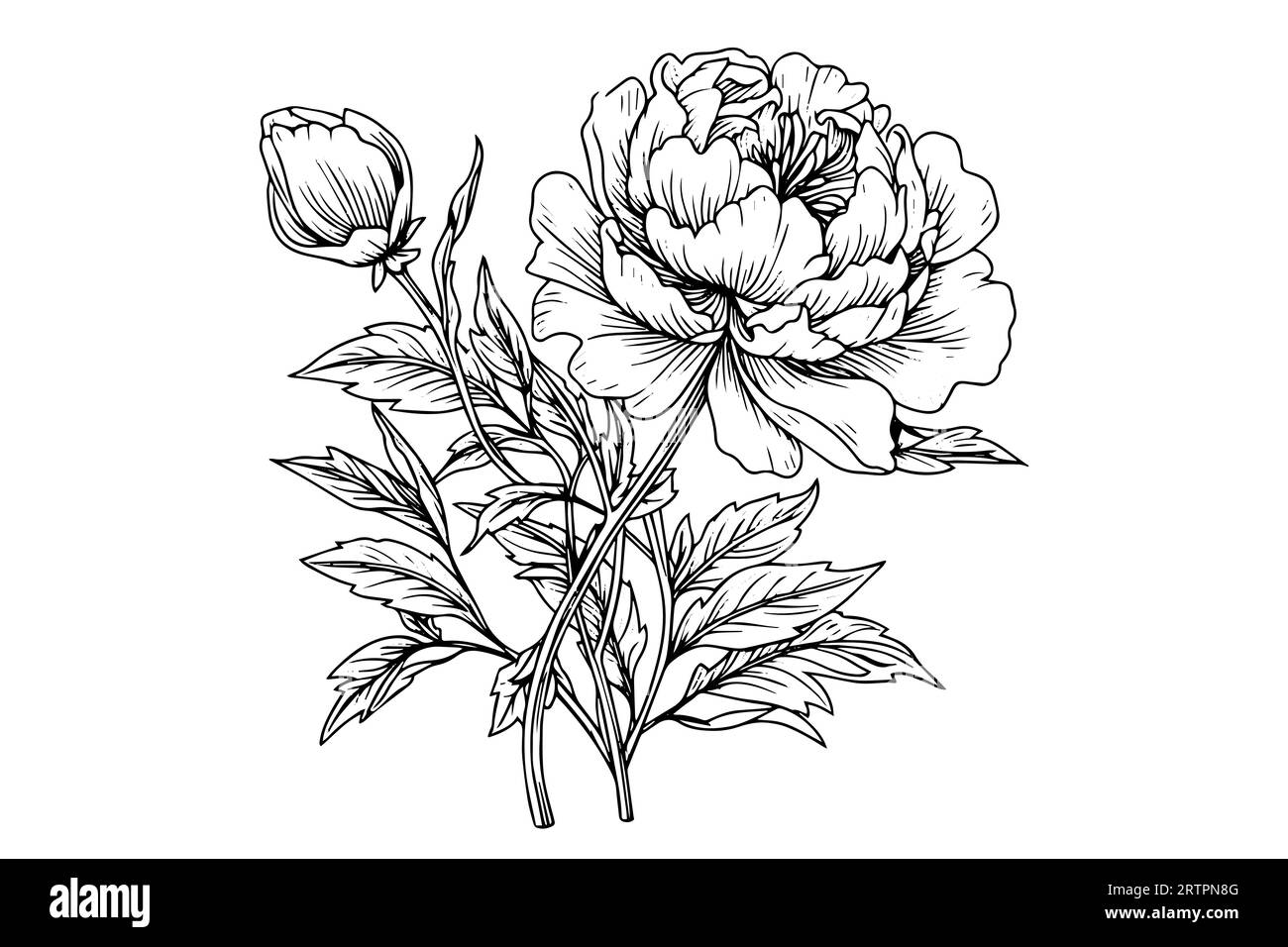 Peony flower and leaves drawing. Vector hand drawn engraved ink