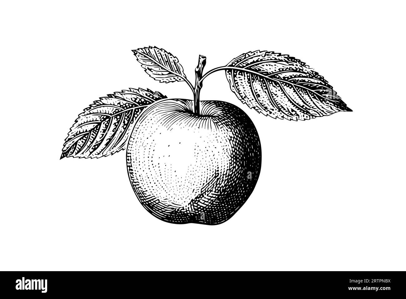 Apple fruit hand drawn engraving style vector illustrations Stock