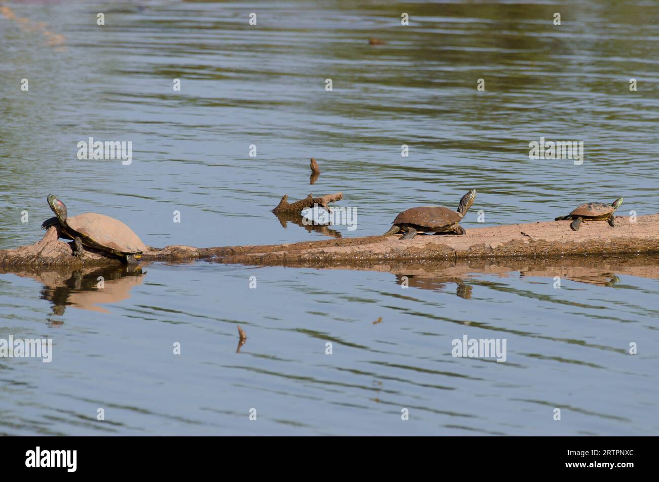 Red Eared Sliders Trachemys Scripta Elegans Basking Stock Photo Alamy