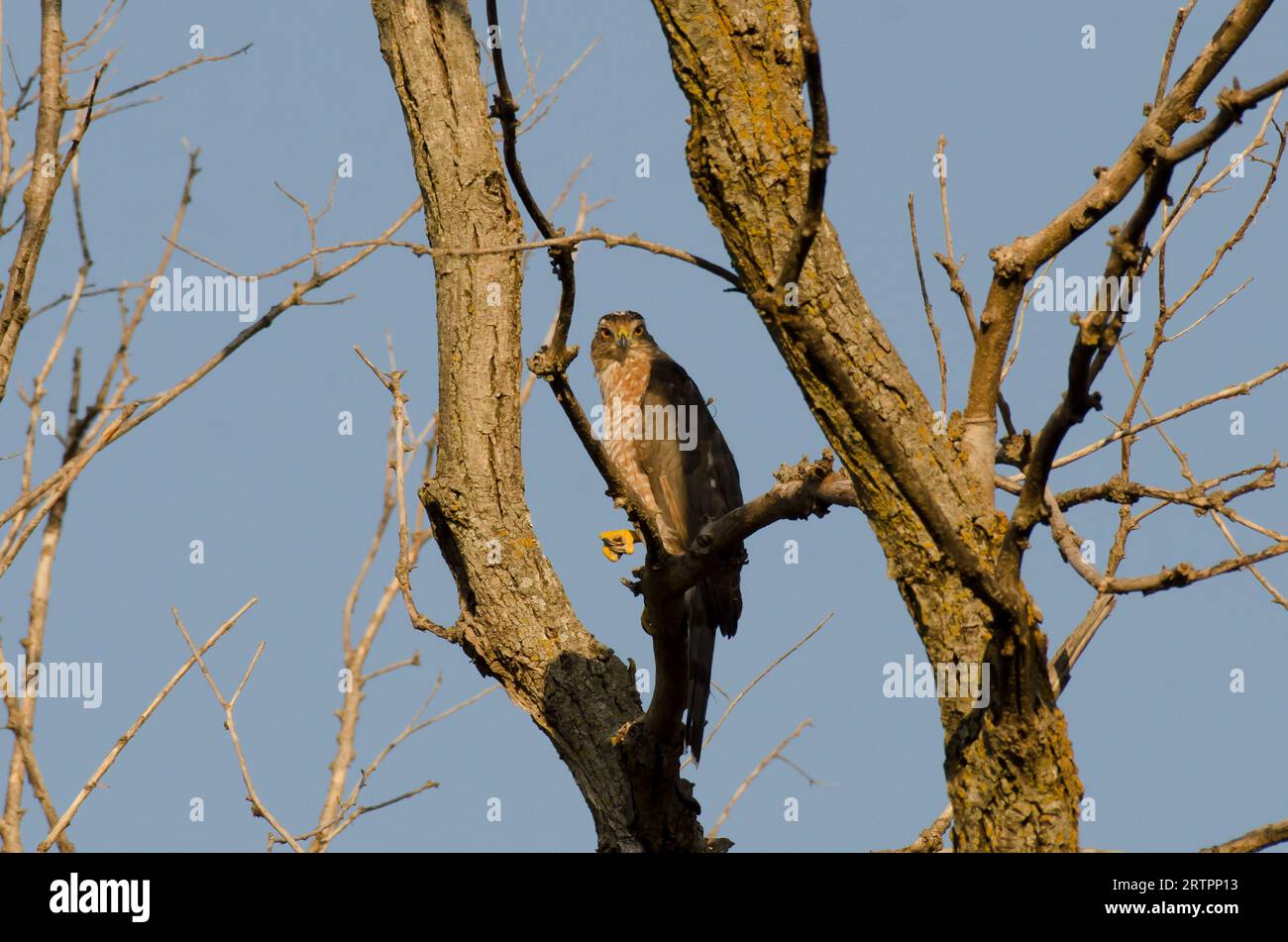 Cooper's Hawk, Accipiter cooperii, in late light Stock Photo