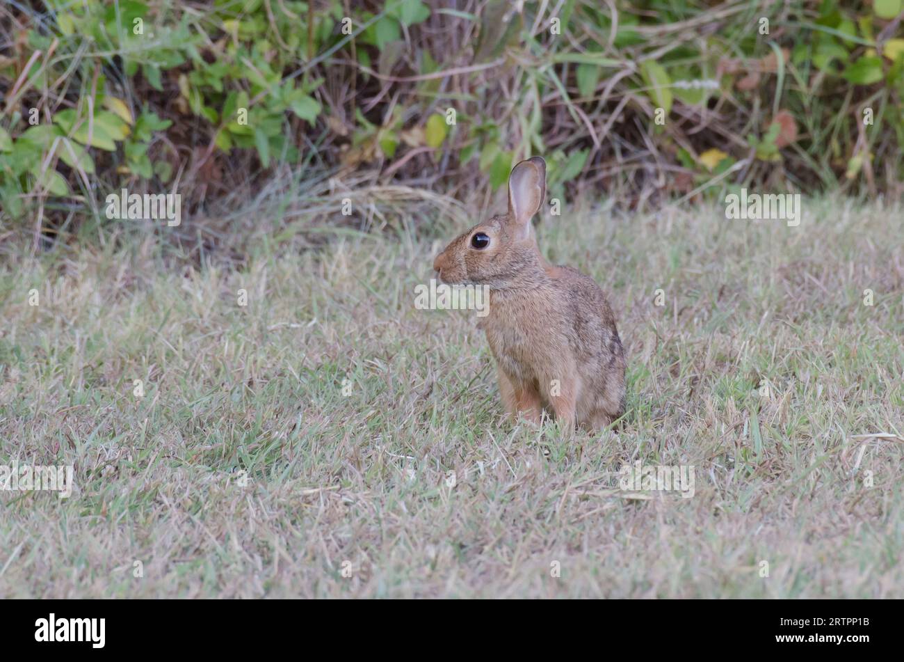 Eastern Cottontail, Sylvilagus floridanus Stock Photo