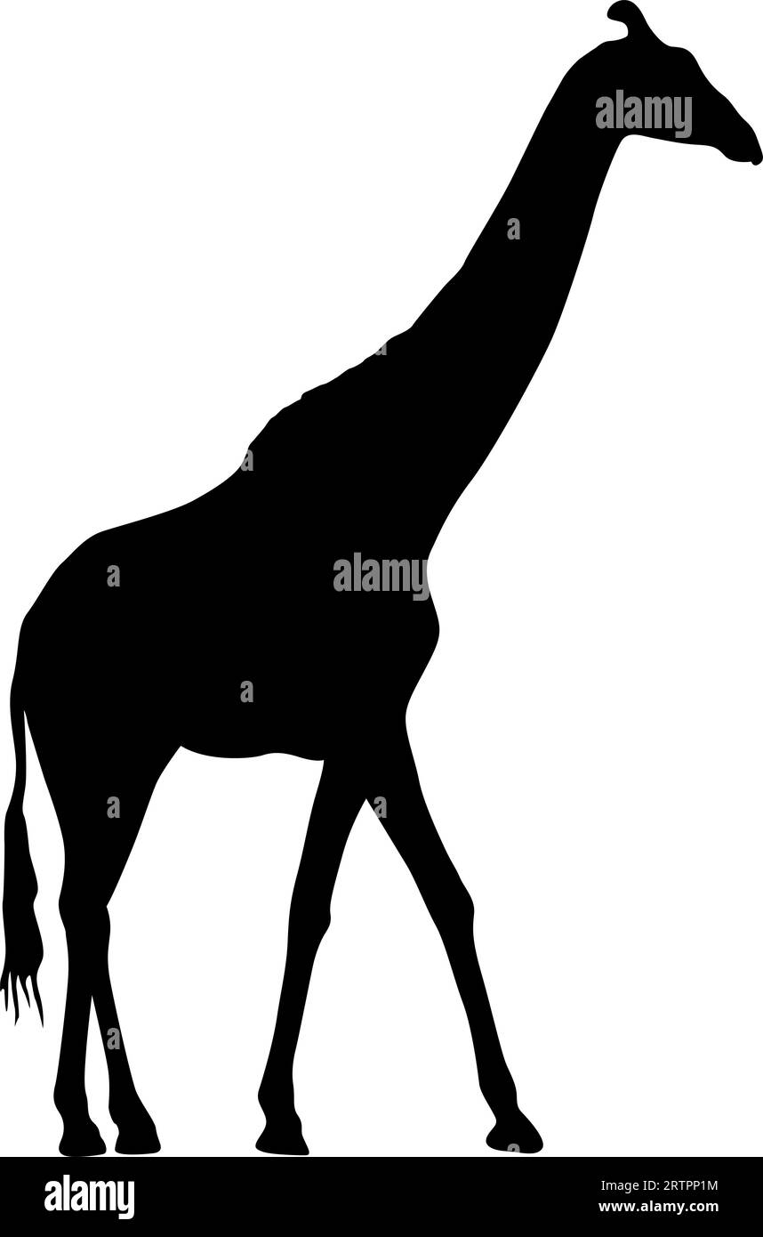 Silhouette of a high African giraffe on a white background Stock Vector ...