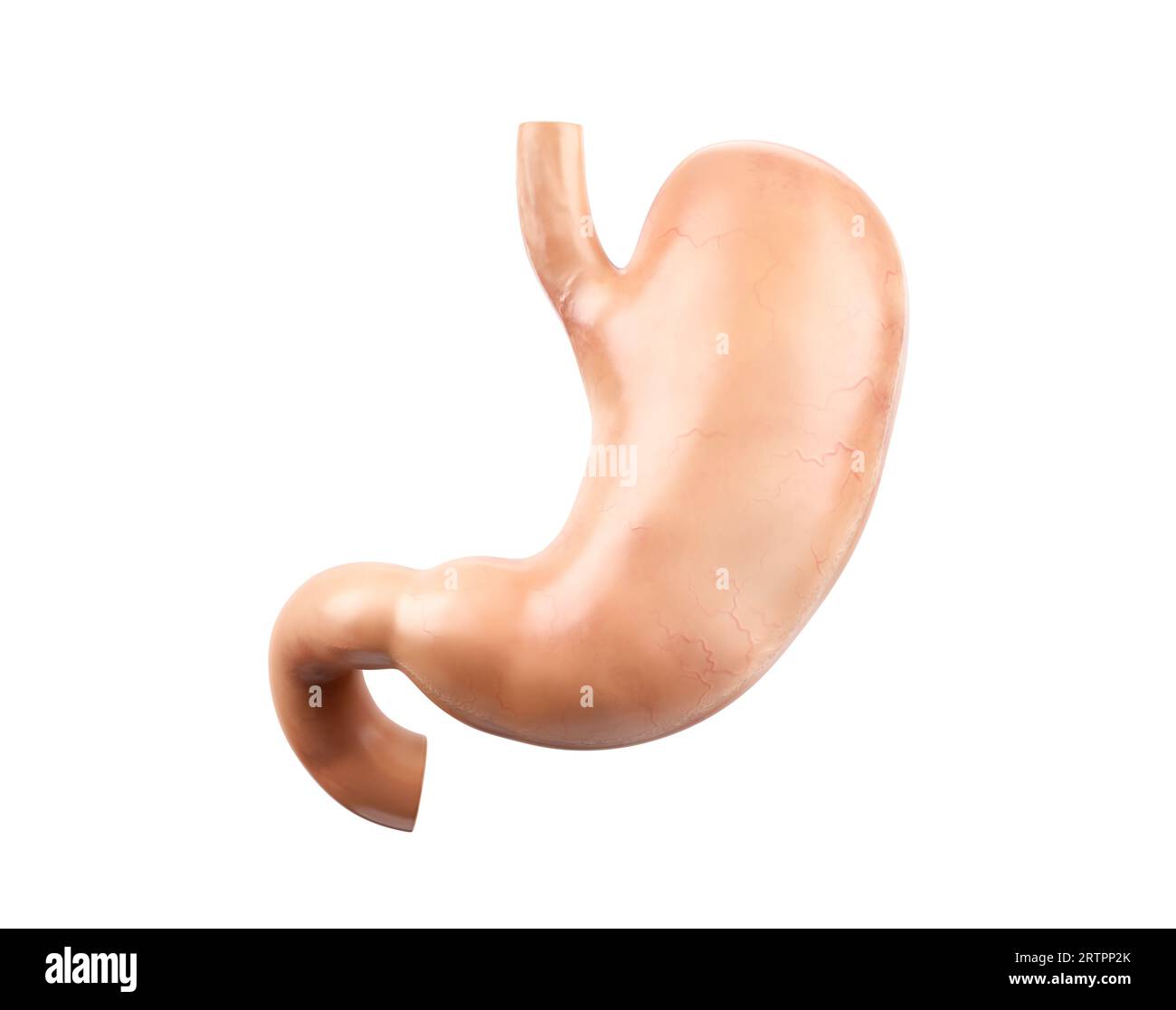 Anatomically accurate realistic 3d illustration of human internal organ ...