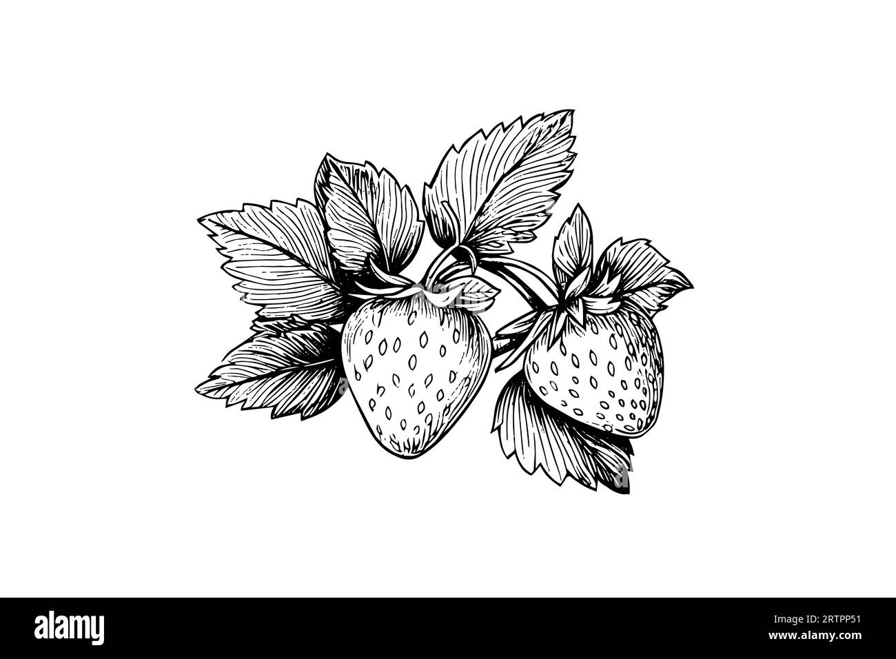 Strawberry in engraving style. Design element for poster, card, banner, sign. Vector