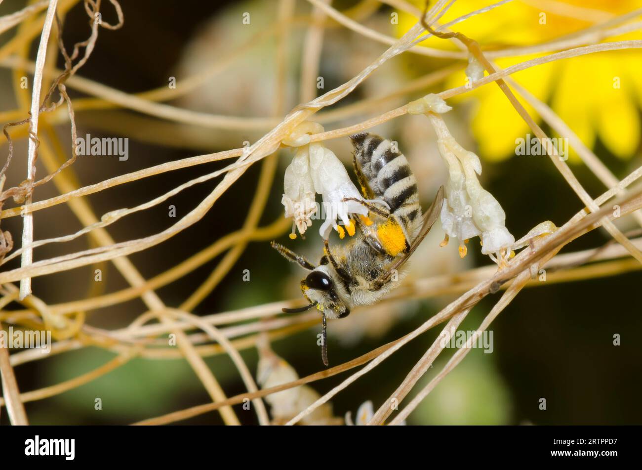 Cellophane Bee, Colletes sp., foraging on Cusp Dodder, Cuscuta cuspidata Stock Photo