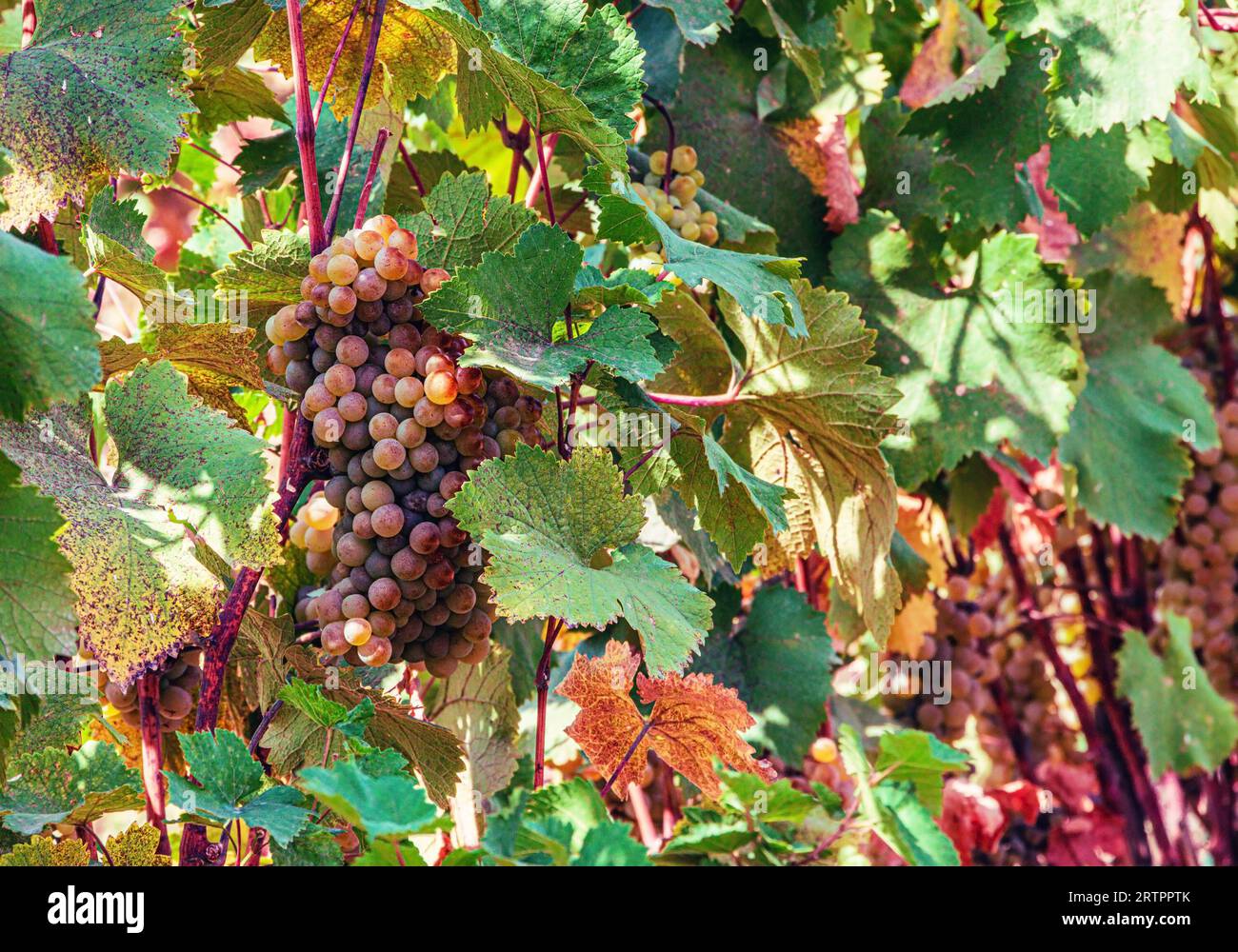 Grape Crop Ripe Closeup agriculture farming wine hi-res stock photography and images ...