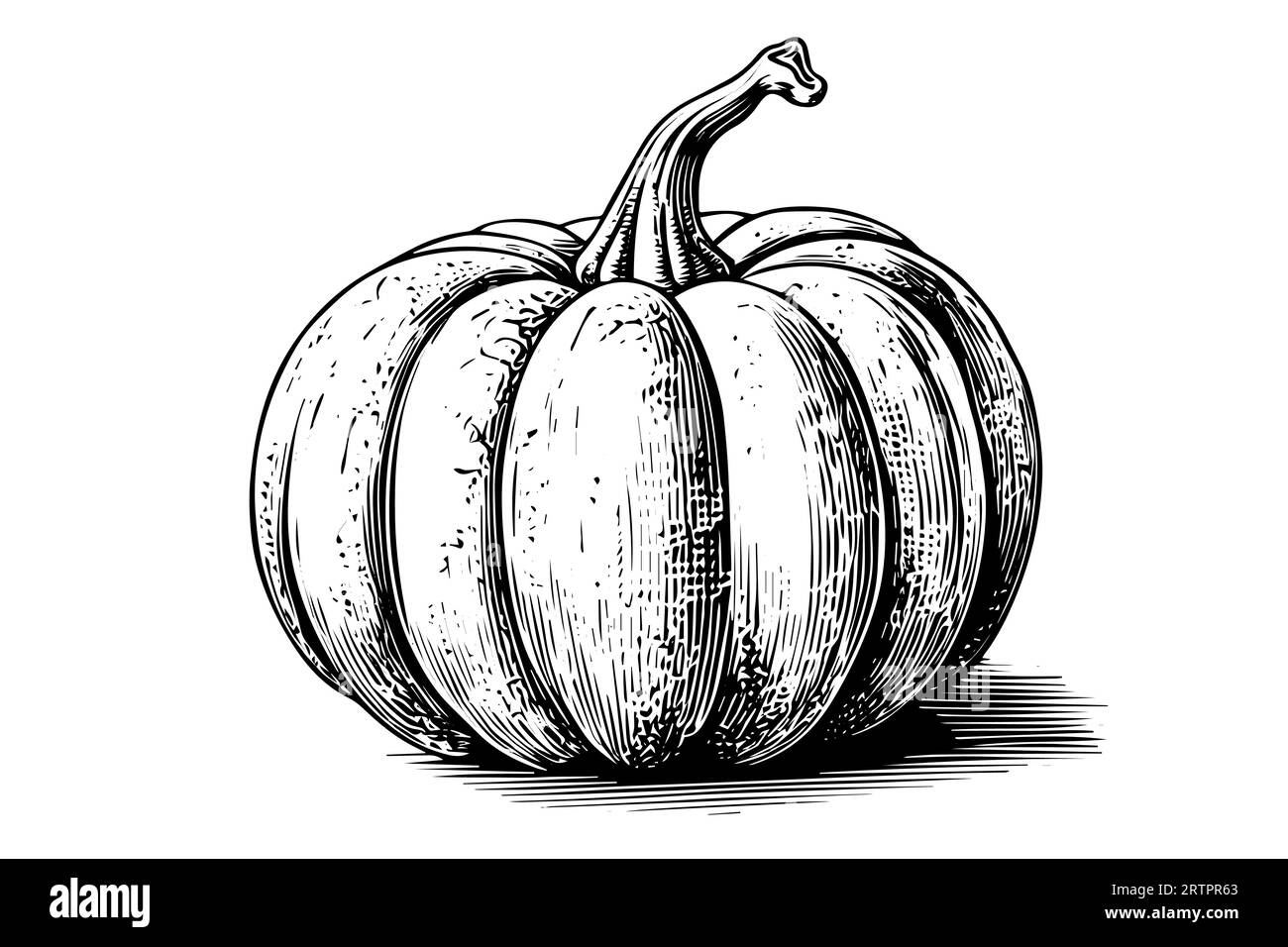 Ink sketch of pumpkin isolated on white background. Hand drawn vector ...