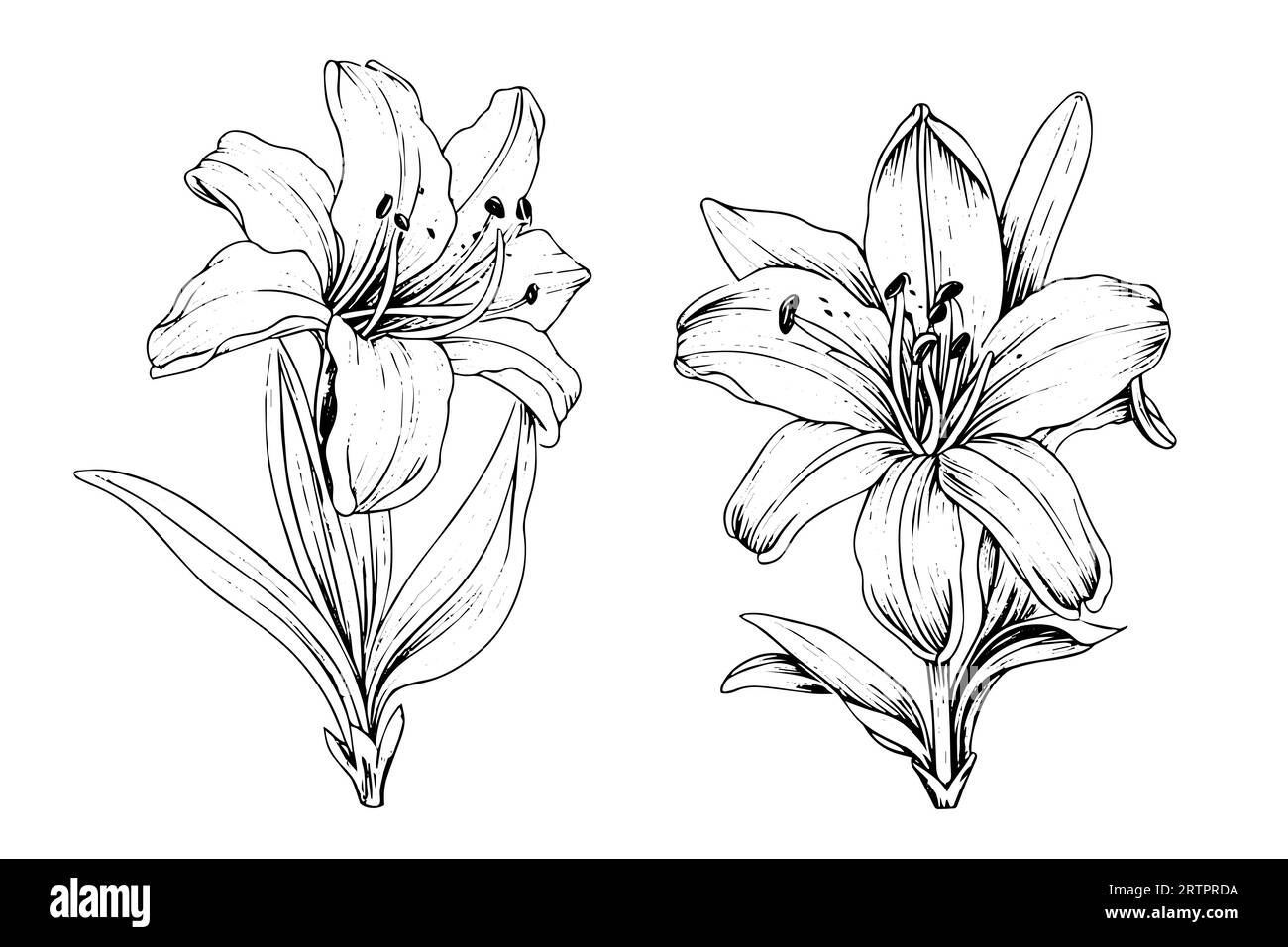 Saffron or crocus hand drawn ink sketch. Vector illustration in engraving vintage style. Stock Vector