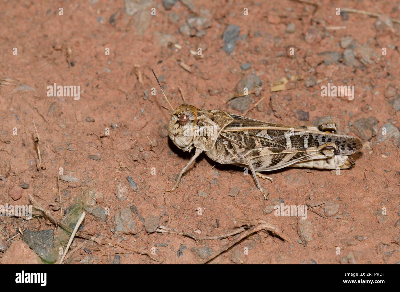 Wrinkled Grasshopper, Hippiscus ocelote, female Stock Photo