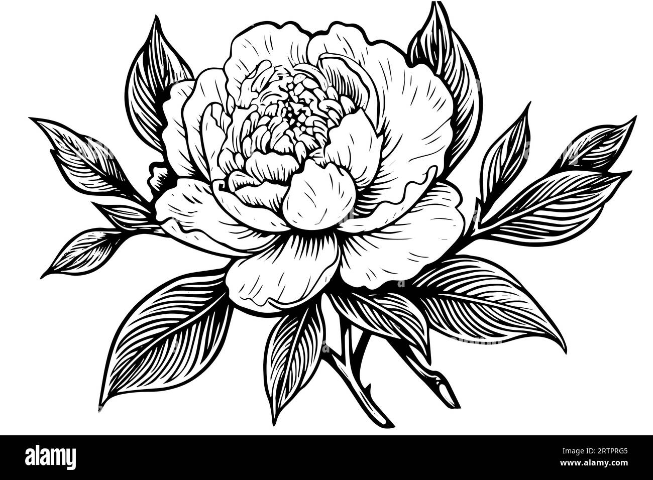 Peony flower and leaves drawing. Vector hand drawn engraved ink ...