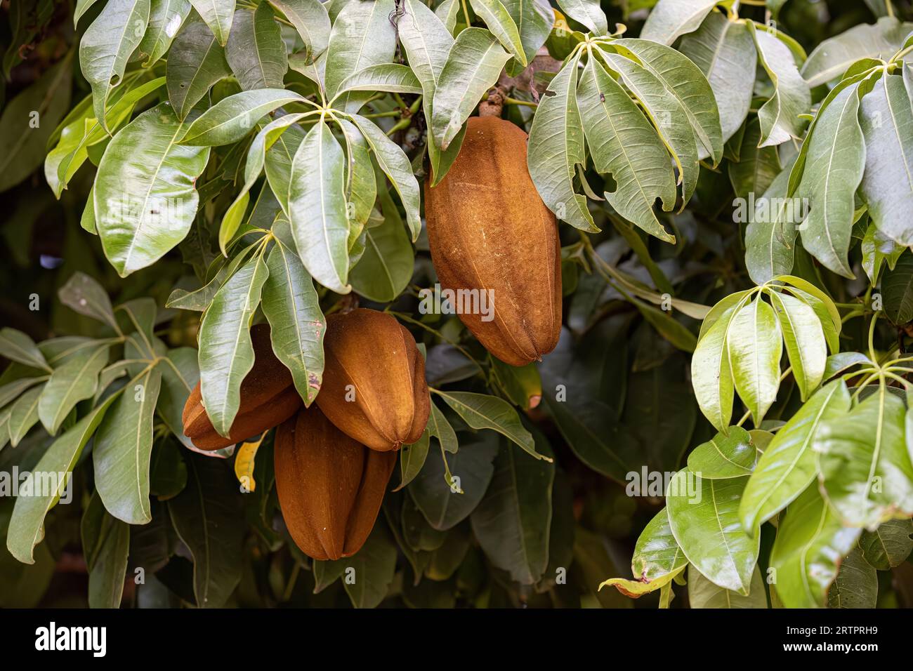 Brazilian Provision Tree Fruit of the species Pachira aquatica Stock Photo
