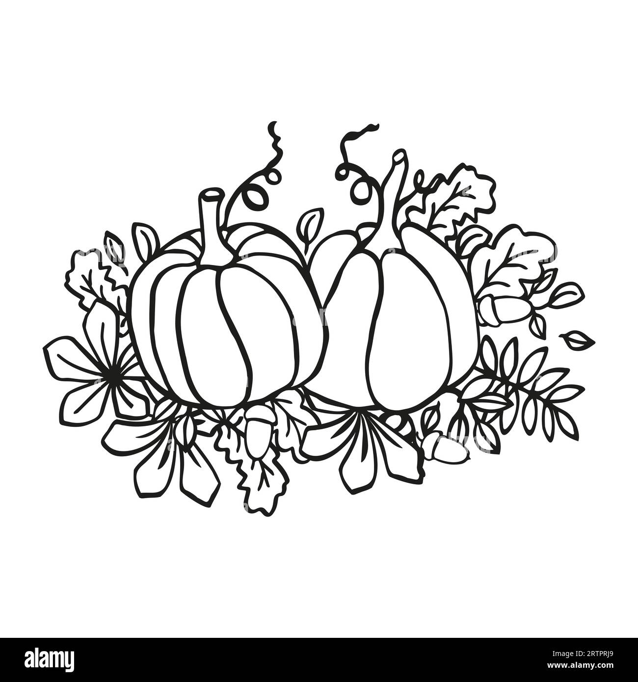 Pumpkins thanksgiving illustration white and black vector background