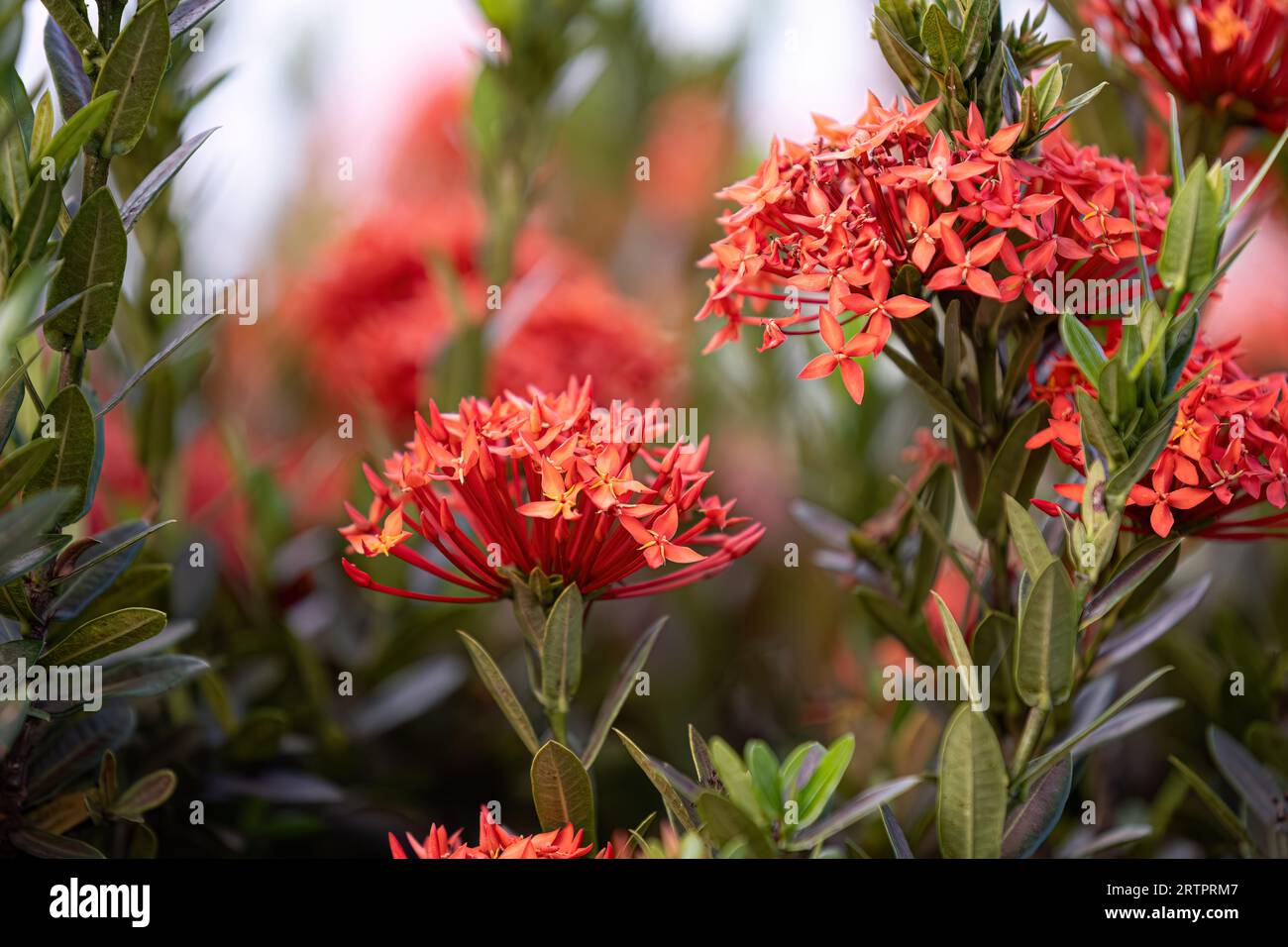Red Jungle Flame Plant Flower of the genus Ixora Stock Photo Alamy