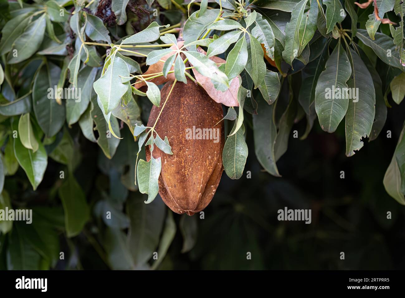 Brazilian Provision Tree Fruit of the species Pachira aquatica Stock Photo