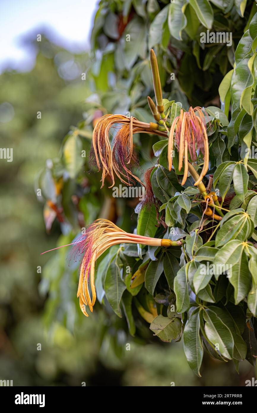 Brazilian Provision Tree Flower of the species Pachira aquatica Stock Photo
