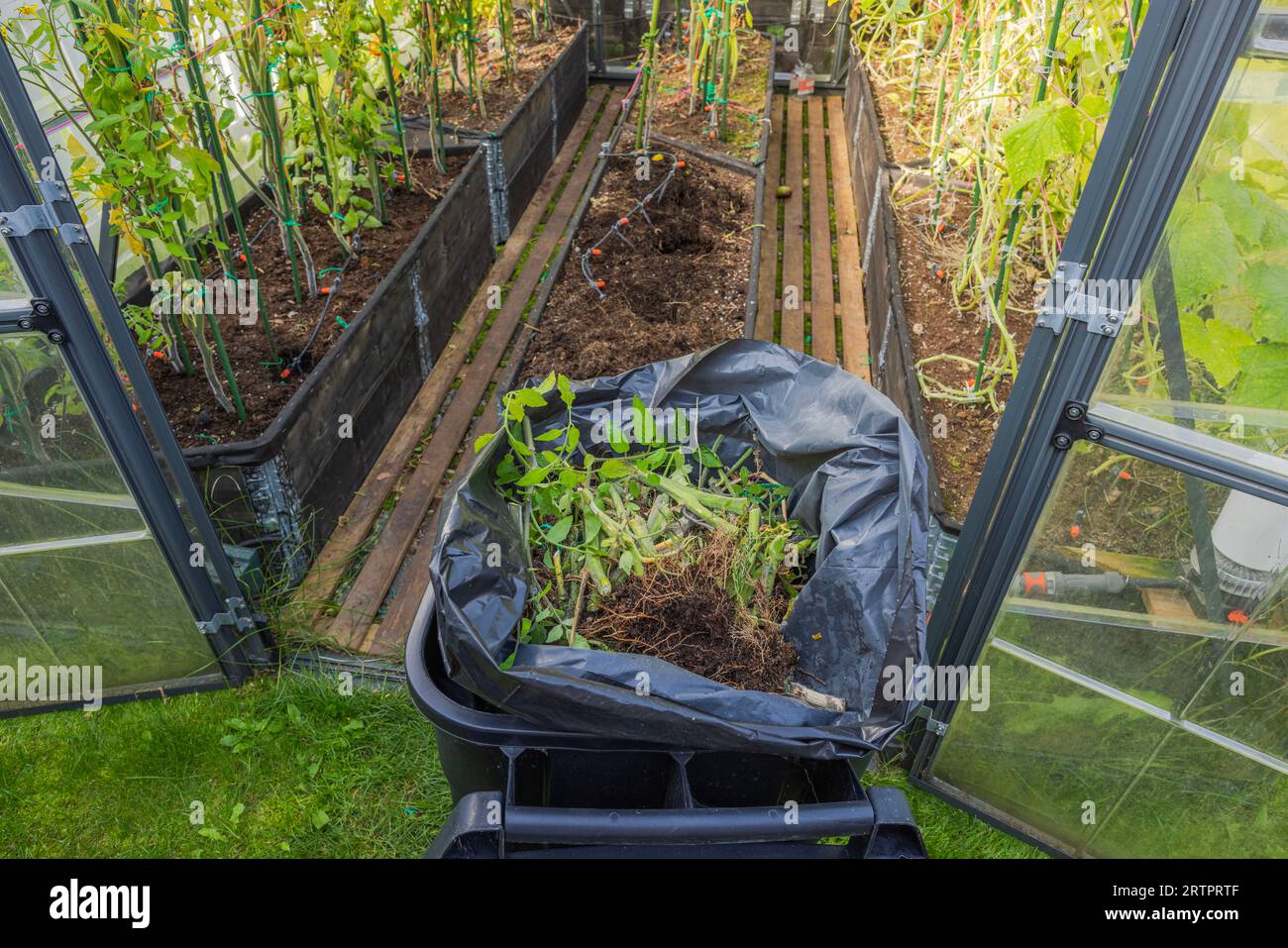 Close-up view of greenhouse with plastic bag under cleaning after harvesting in autumn. Sweden. Stock Photo