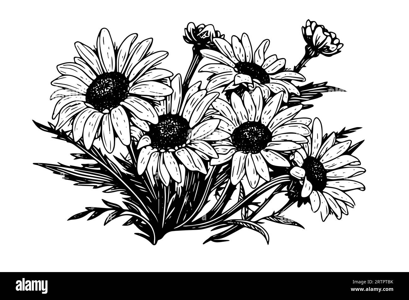 Hand drawn chamomile ink sketch. Daisy bouquet engraving vector illustration. Stock Vector
