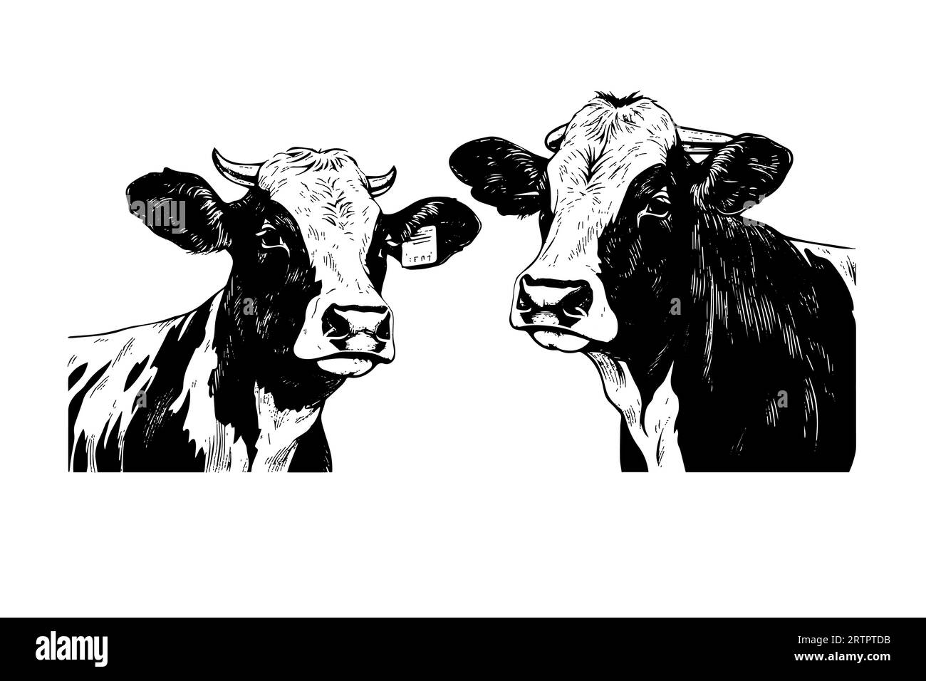 Two alpine cow vector hand drawn engraving style illustration Stock