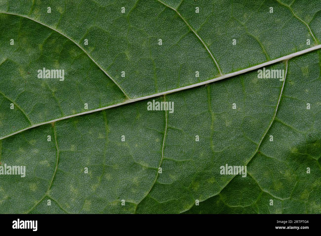 Macro background green leaf with texture Stock Photo