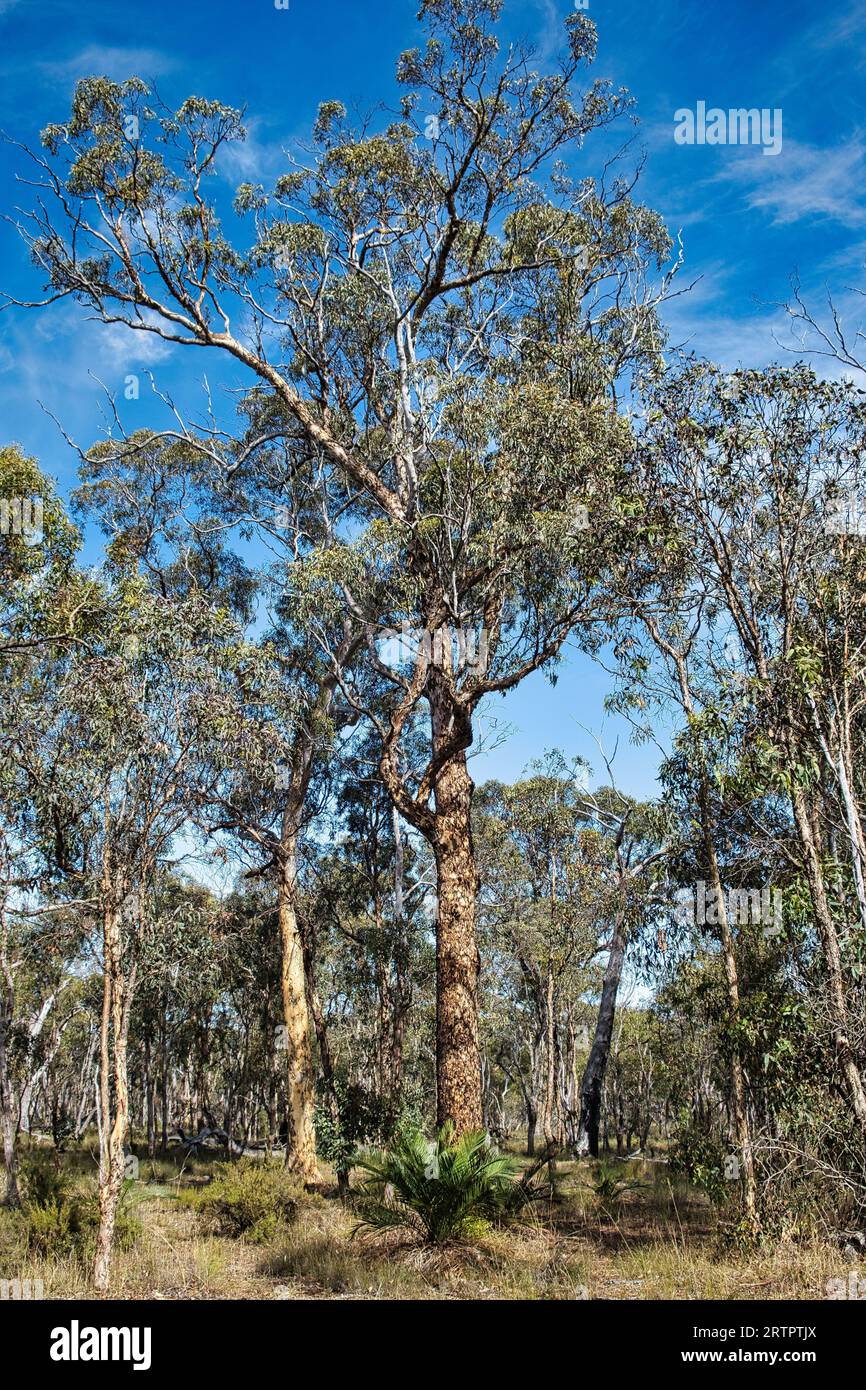 Old wandoo eucalyptus (white gum) in a wandoo forest, an endangered  ecological community, in the Cranbrook Shire in the Western Australian wheatbelt Stock Photo