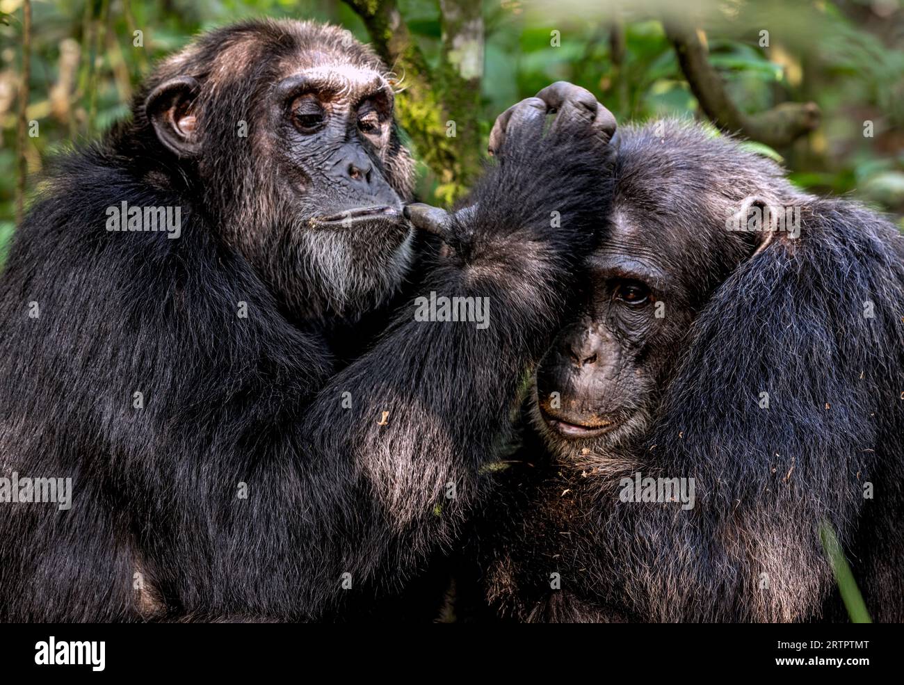 Male Chimpanzees grooming each other Stock Photo