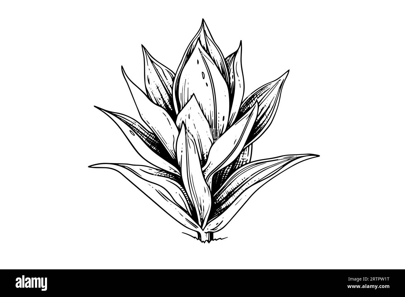 Blue agave ink sketch. Tequila ingredient vector drawing. Engraving