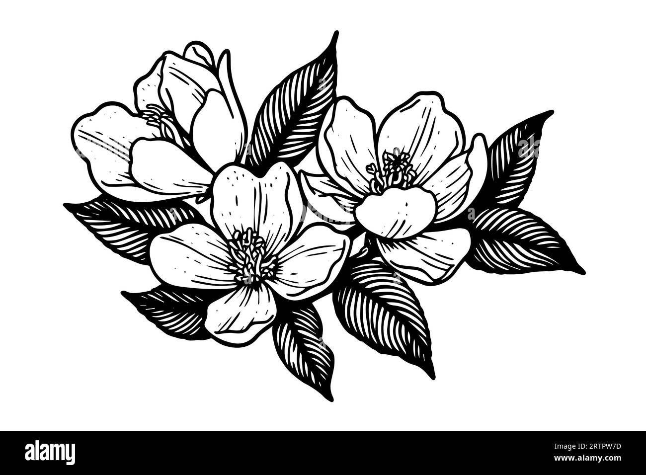 Hand drawn magnolia flower ink sketch. Engraving style vector ...