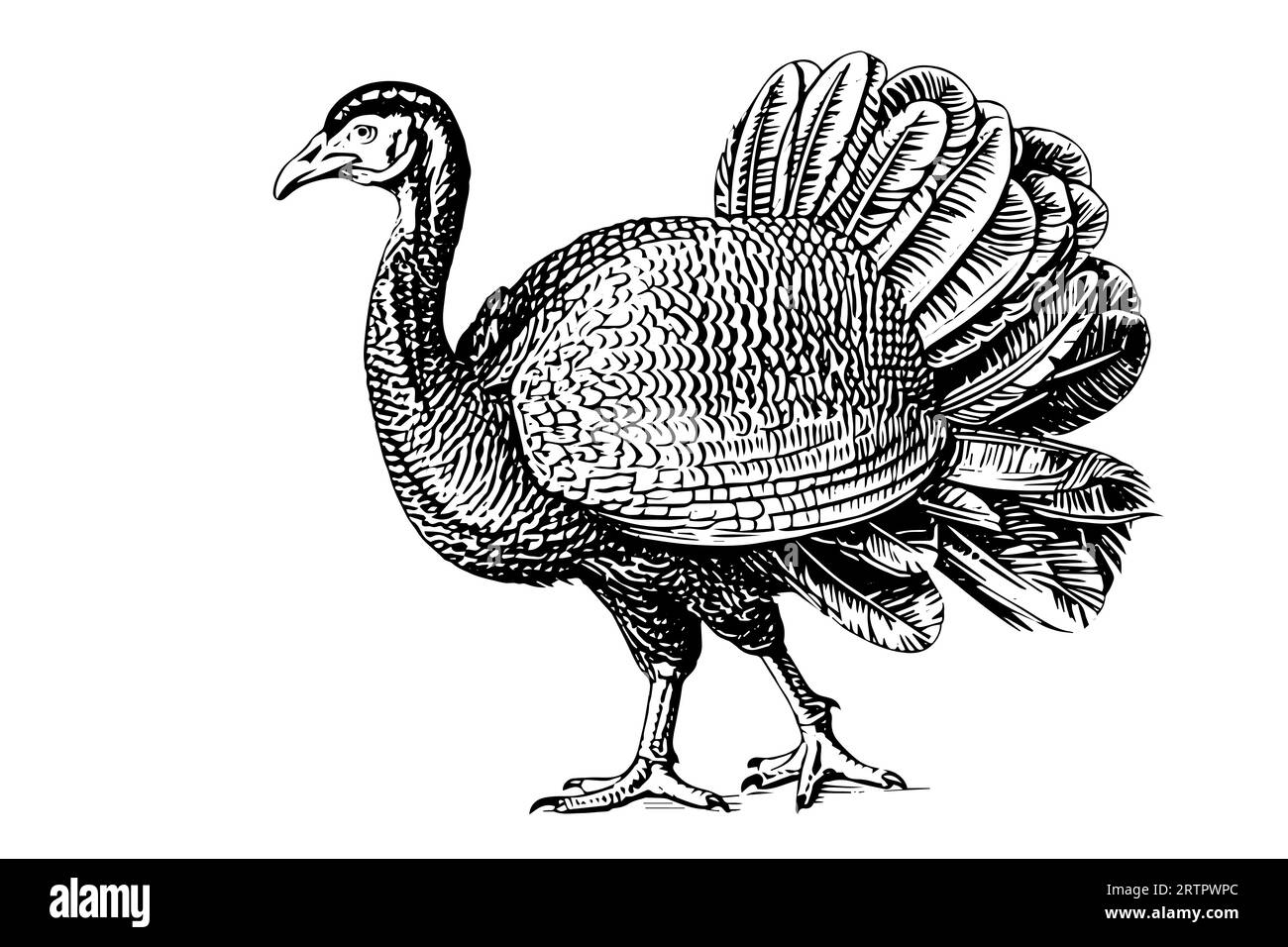 Turkey hand drawn ink sketch. Engraving vintage style vector ...
