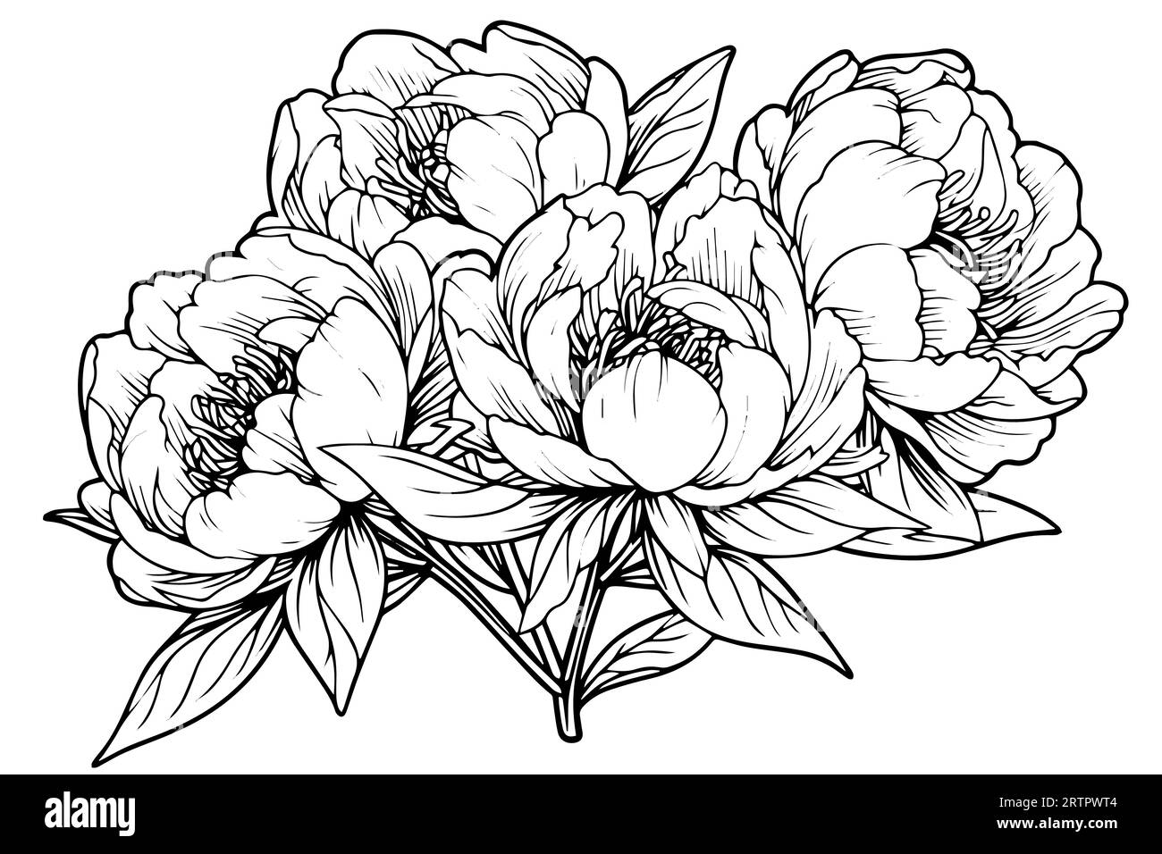 Peony flower and leaves drawing. Vector hand drawn engraved ink ...