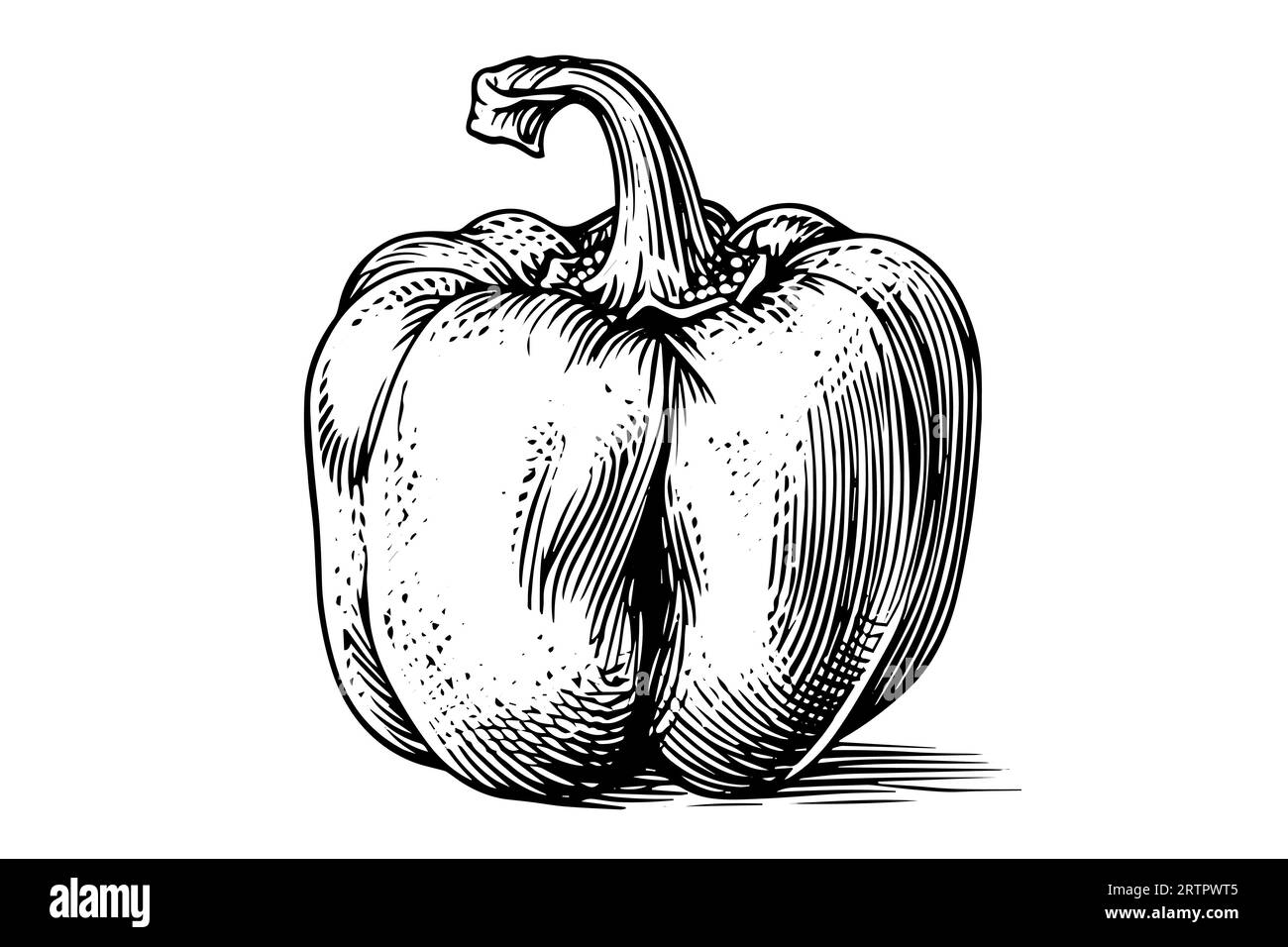 Pepper or paprika hand drawn vector illustration in engraving style Stock Vector Image & Art Alamy